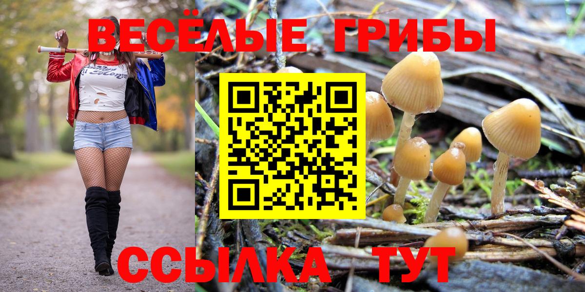 Псилоцибиновые грибы MAGIC MUSHROOMS  Котовск  Псилоцибиновые грибы Cubensis 
